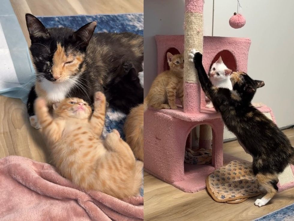 セレニティが子猫と遊ぶ