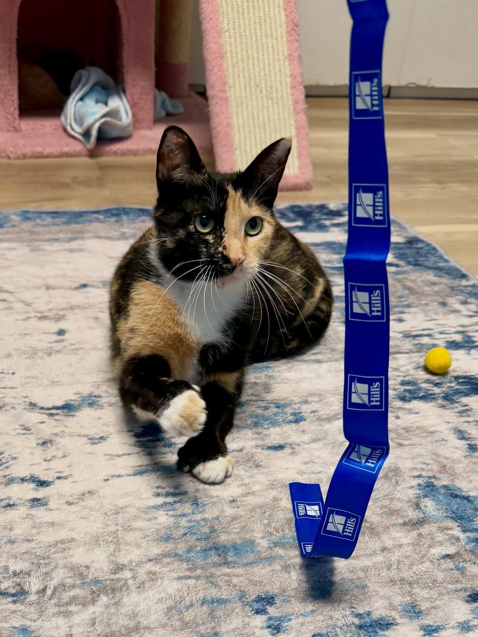 mother cat playing with string herself