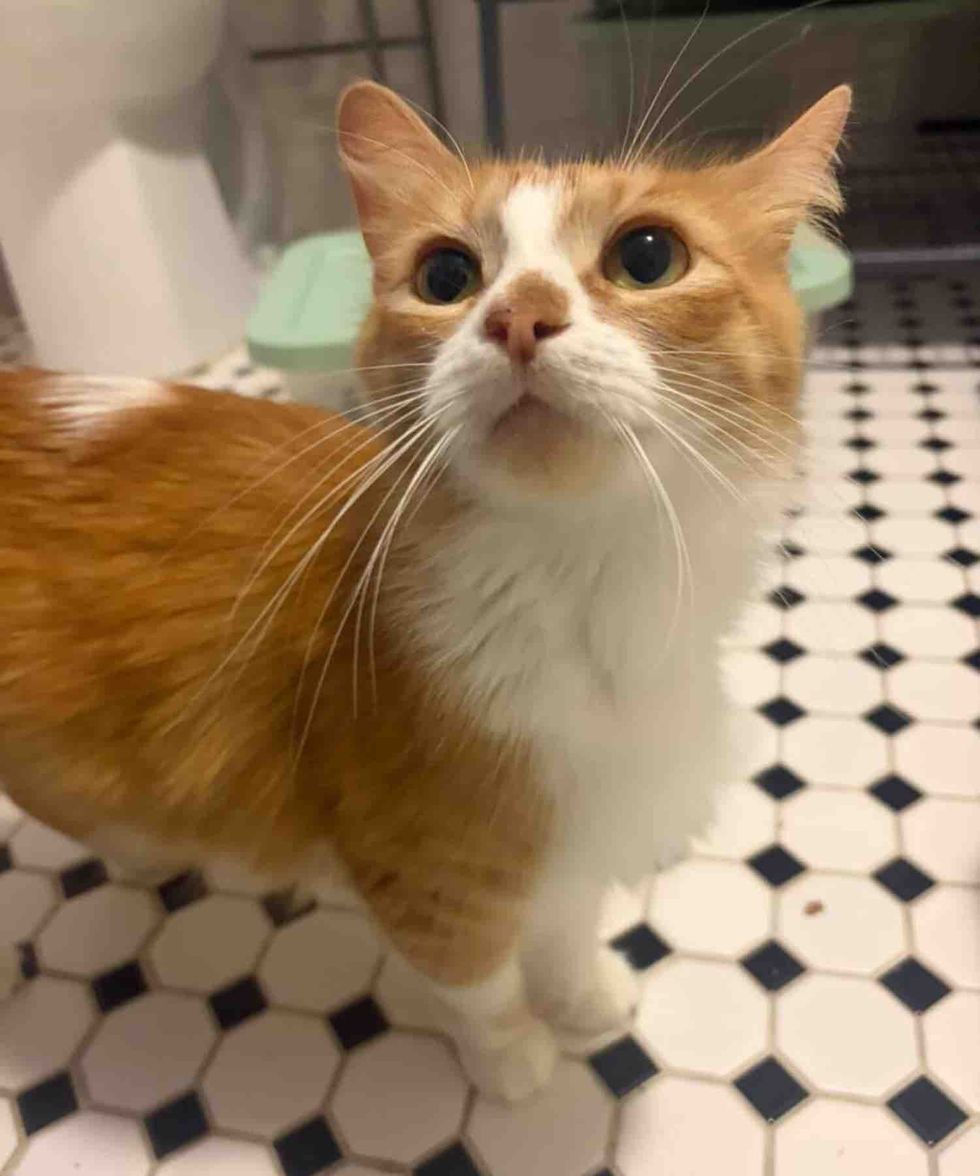 mother cat ready for adoption