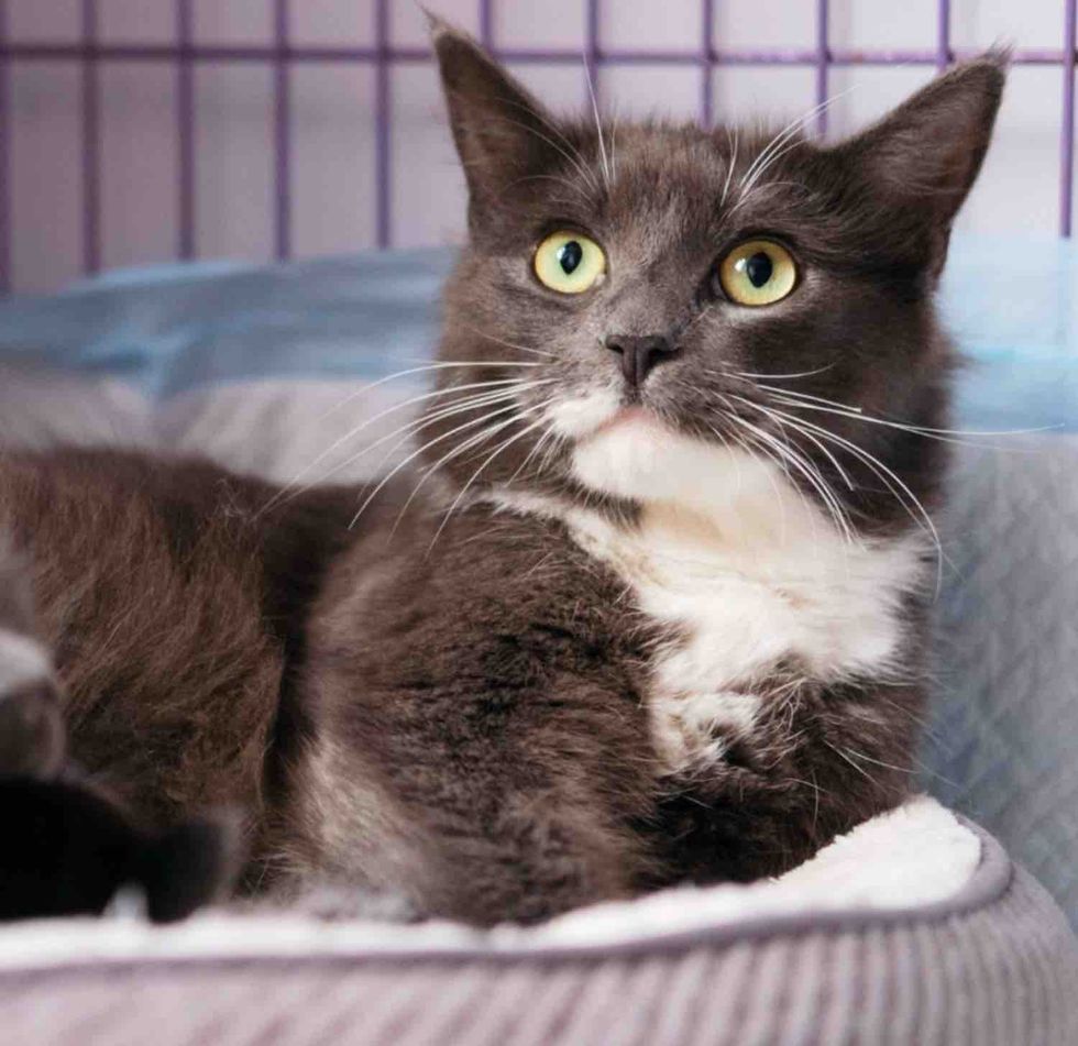 mother cat safe indoors