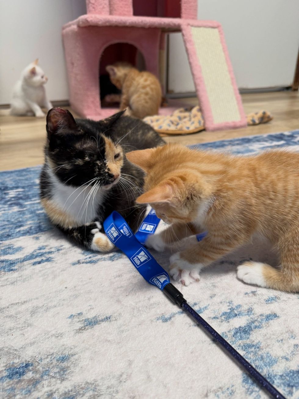 Mother cat showing orange kitten how to play