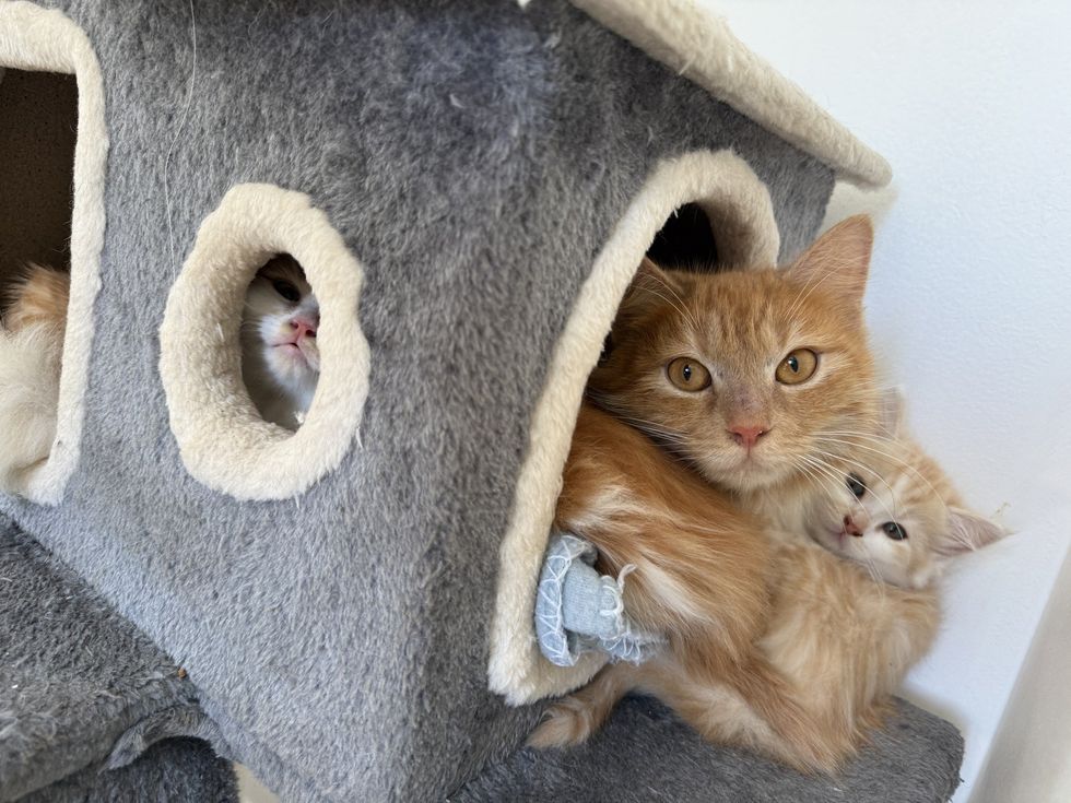 mother cat snuggles kittens