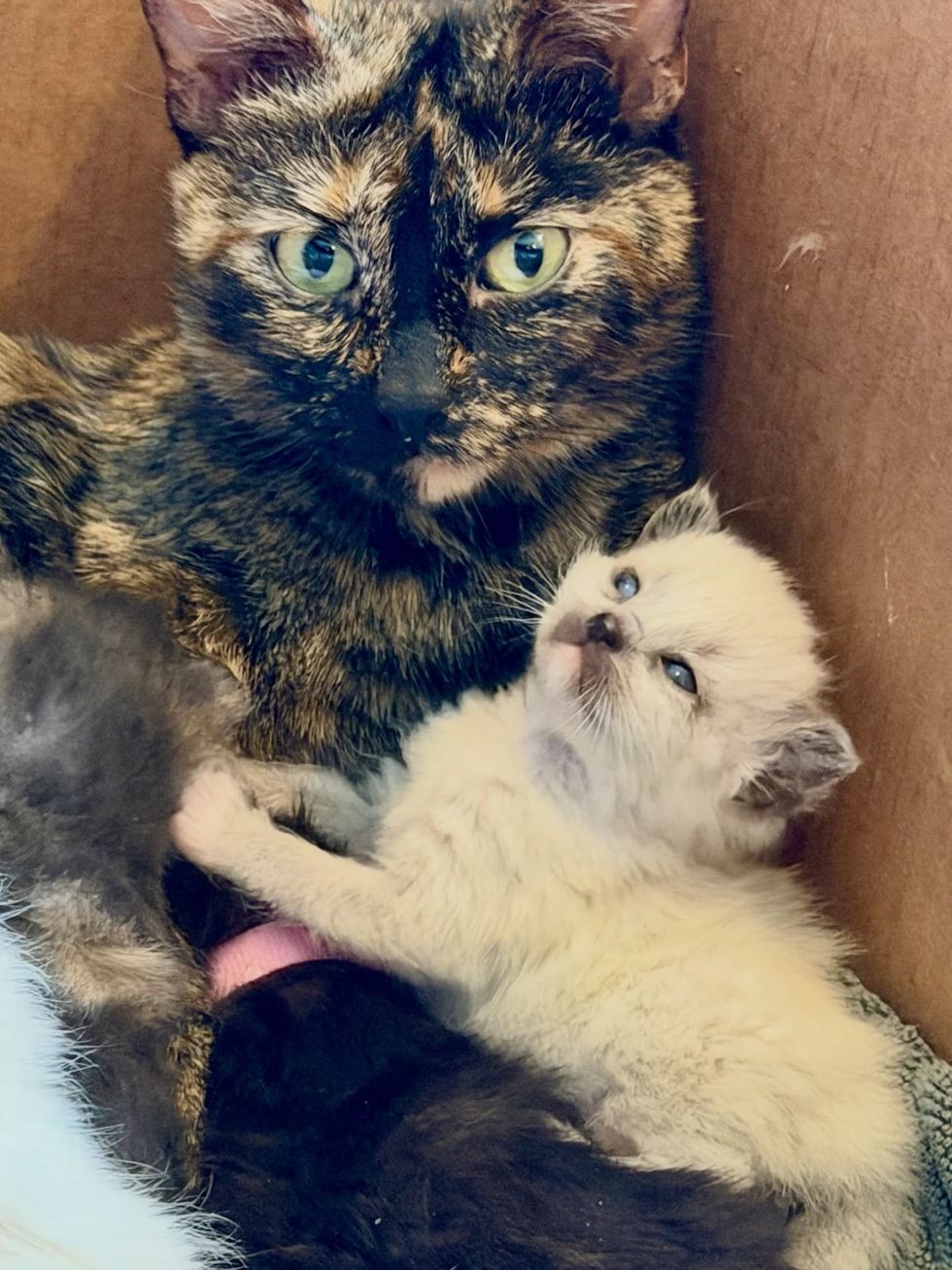 mother cat snuggles kittens