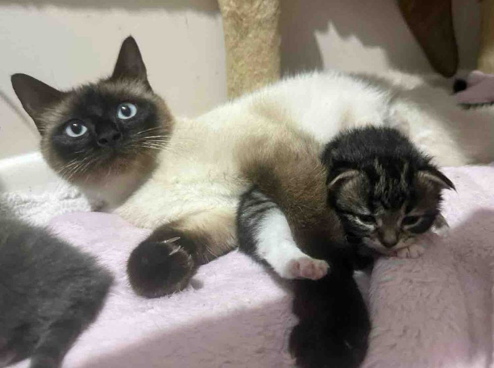 mother cat snuggles tabby kitten