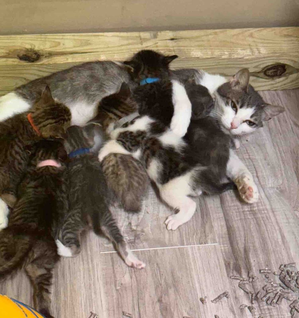 mother cat swarmed by kittens
