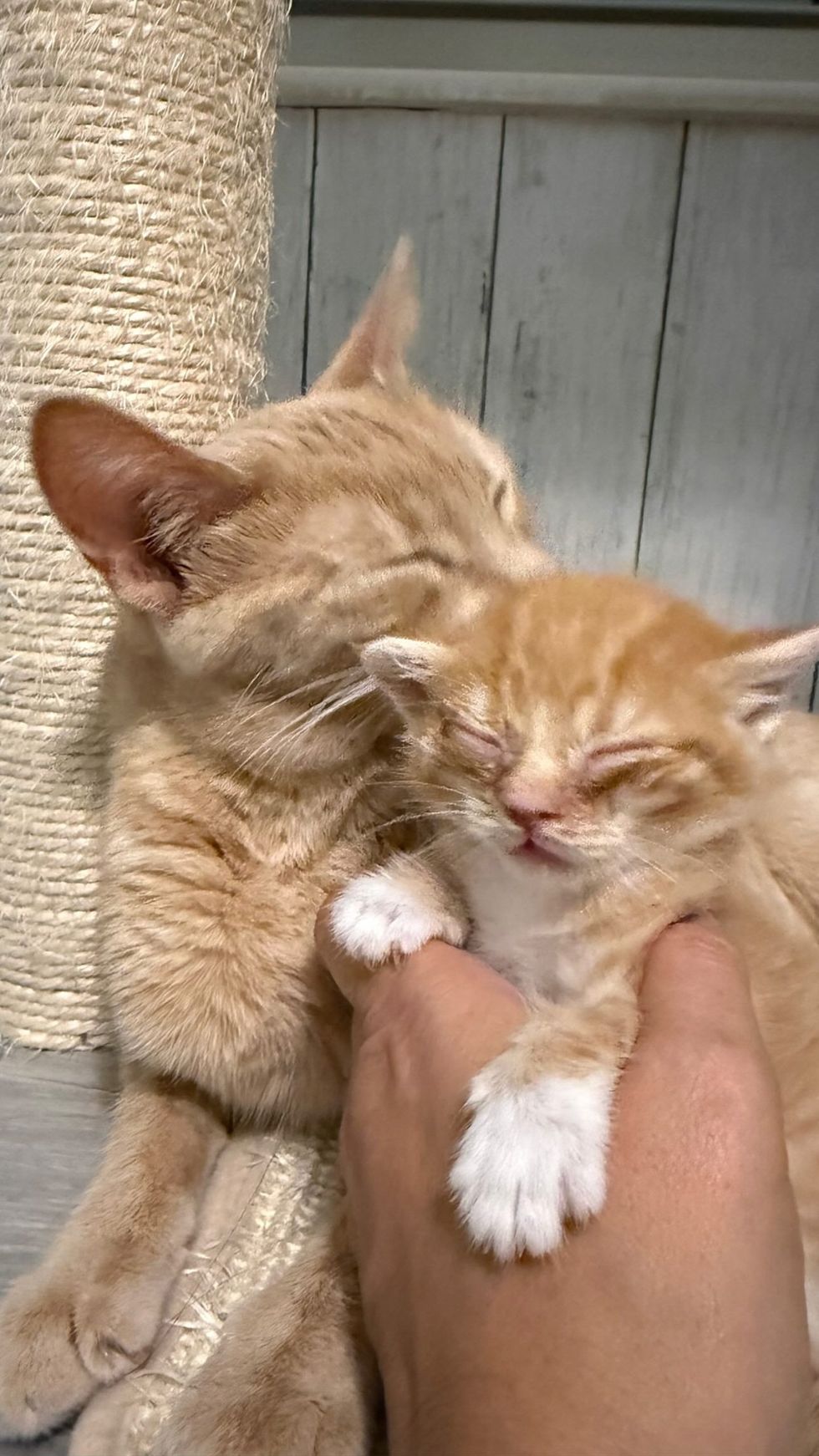 mother cat taking care of newborn kitten