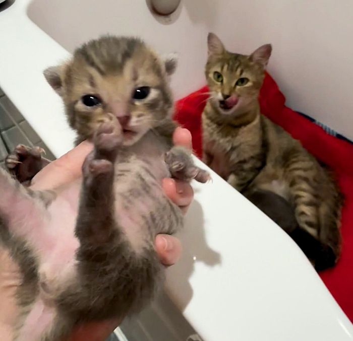 mother cat, tiny kitten