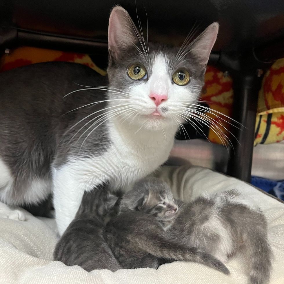 mother cat tiny kittens