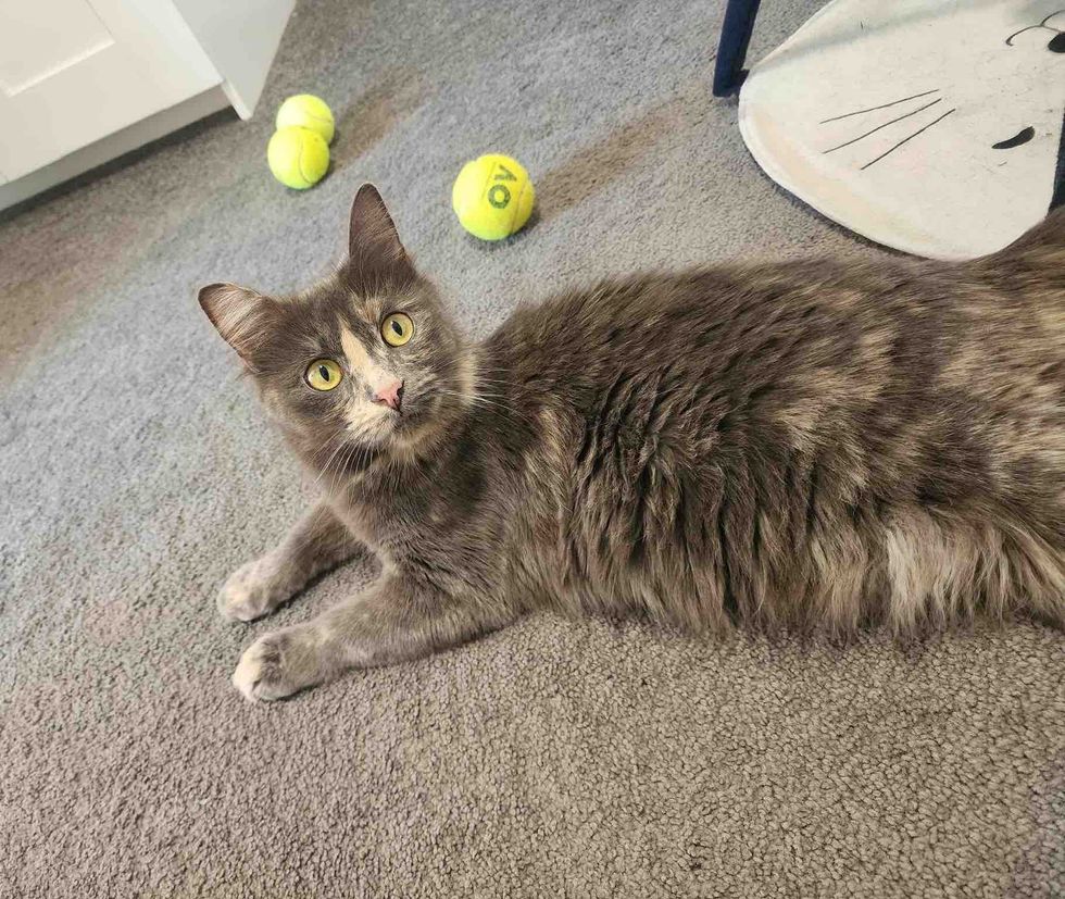 mother cat tortie