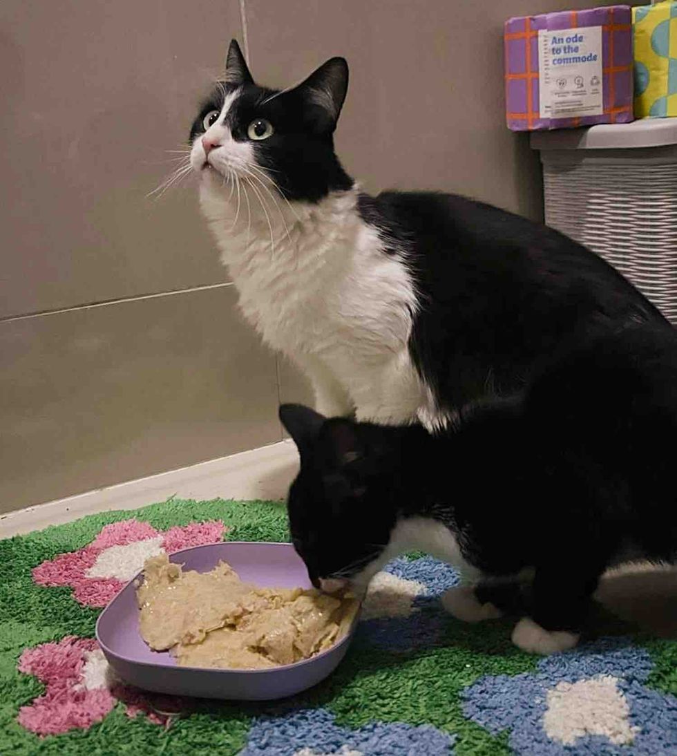mother cat tuxedo kitten indoors