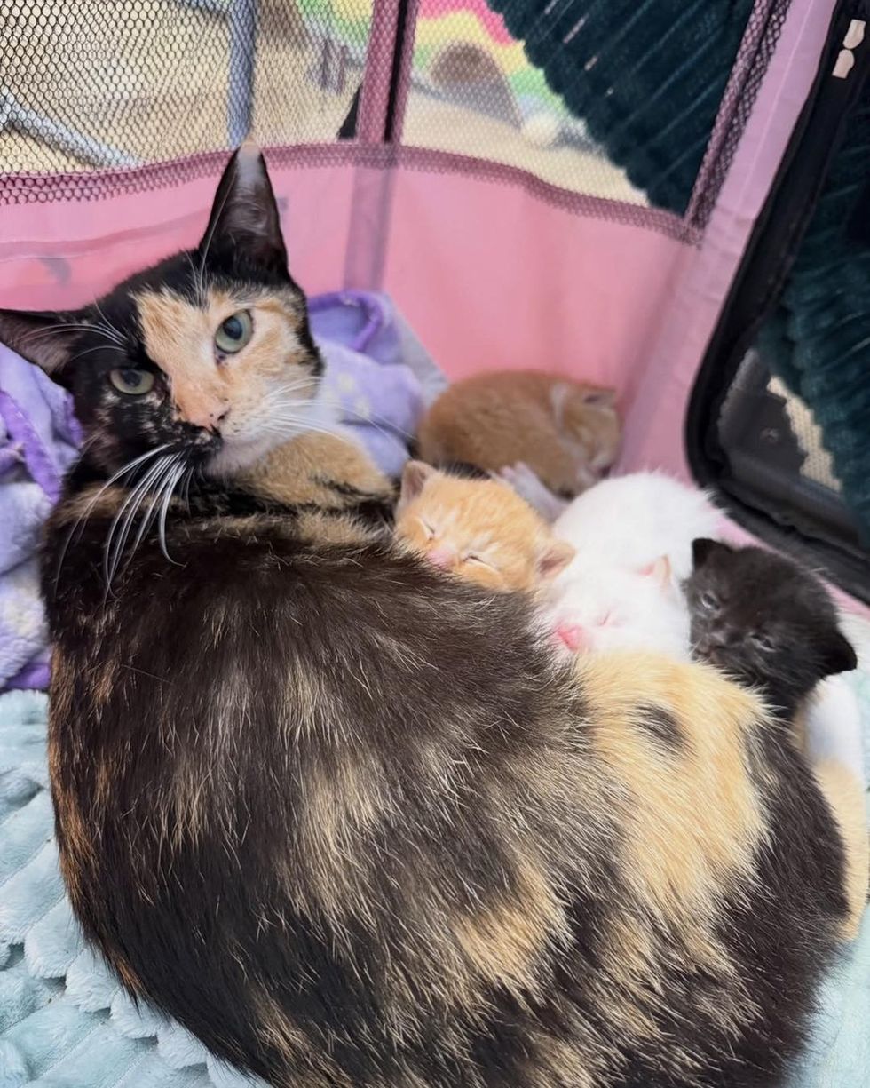 mother cat watchful and protective of newborn kittens