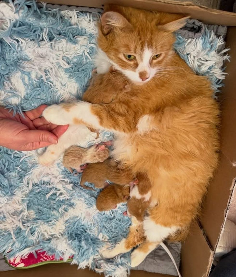 mother cat with her newborn kittens