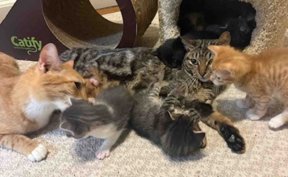 mother cats caring kittens