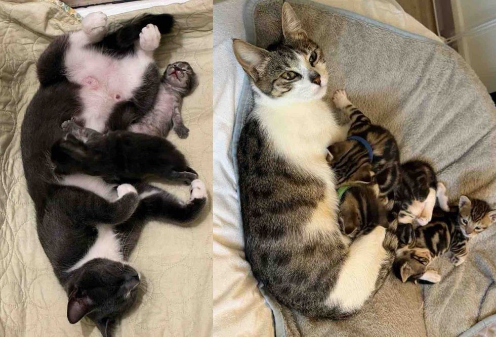 mother cats nursing kittens