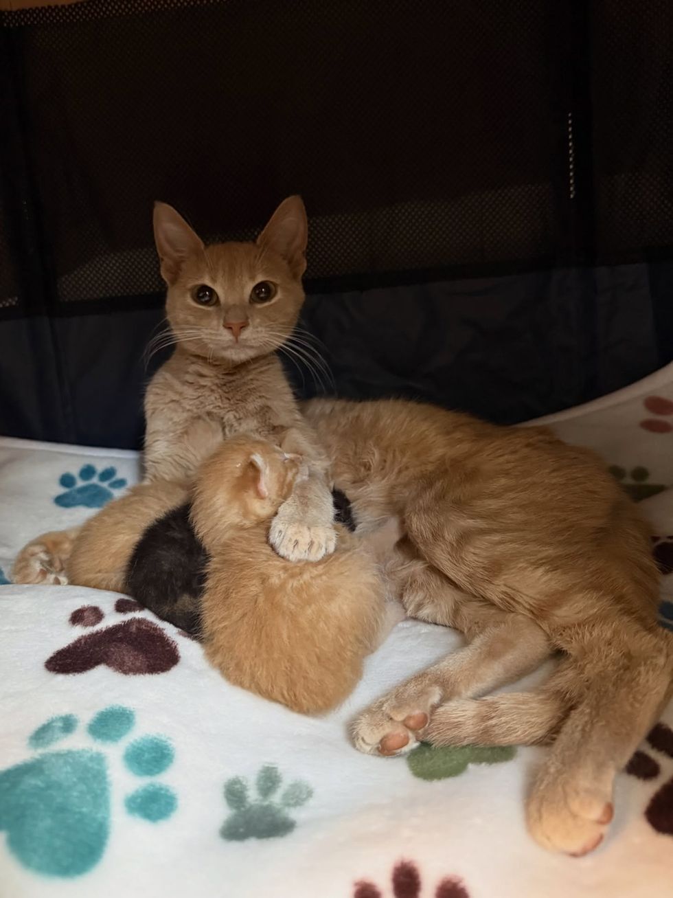 Mother kitten with newborn kittens