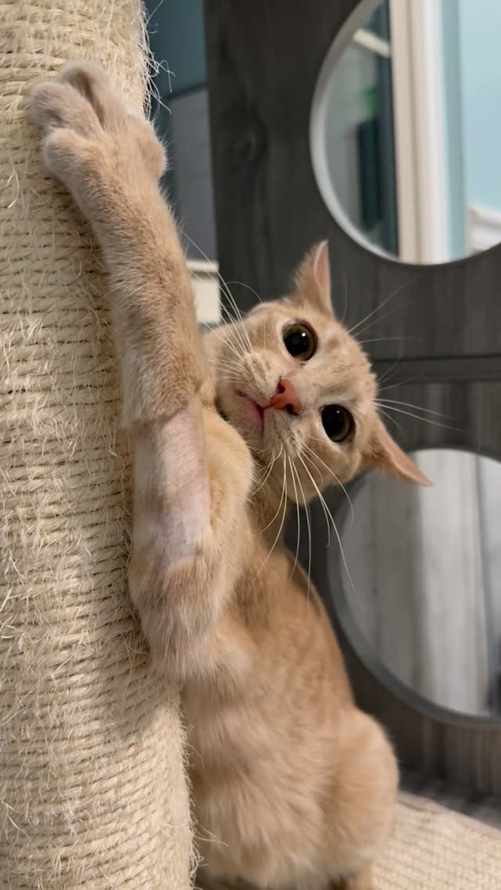 mother kittne on scratchpost