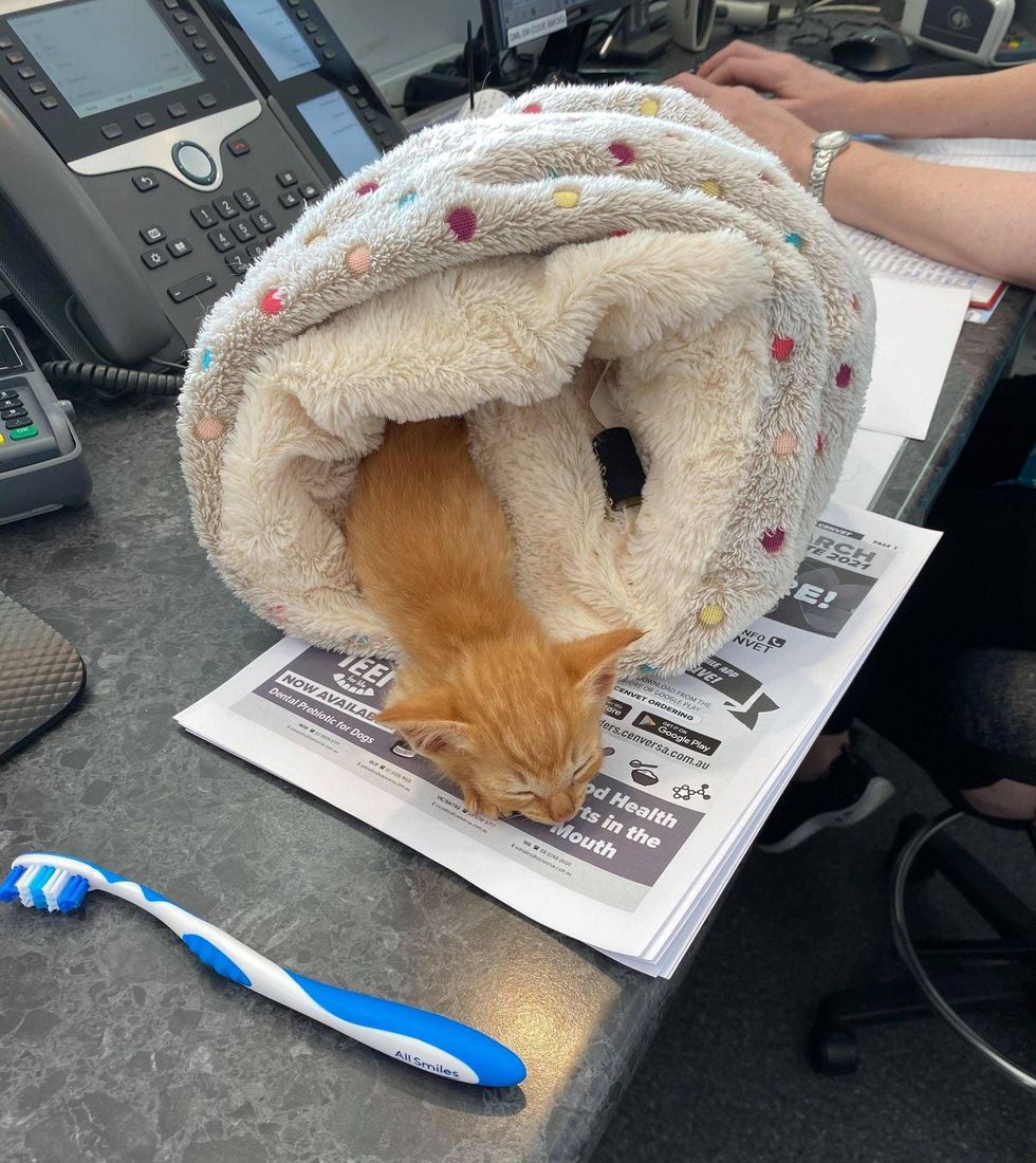 mufasa kitten, sleepy kitten