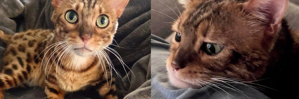 Bengal Cat With Enormous Eyes and No Concept of Personal Space Meows Until You Let Him Sit Next to You