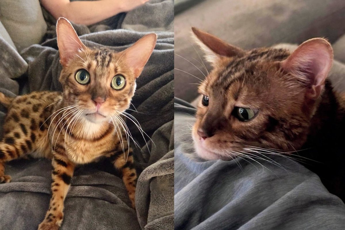 Bengal Cat With Enormous Eyes and No Concept of Personal Space Meows Until You Let Him Sit Next to You