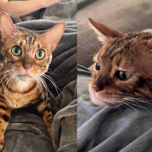 Bengal Cat With Enormous Eyes and No Concept of Personal Space Meows Until You Let Him Sit Next to You