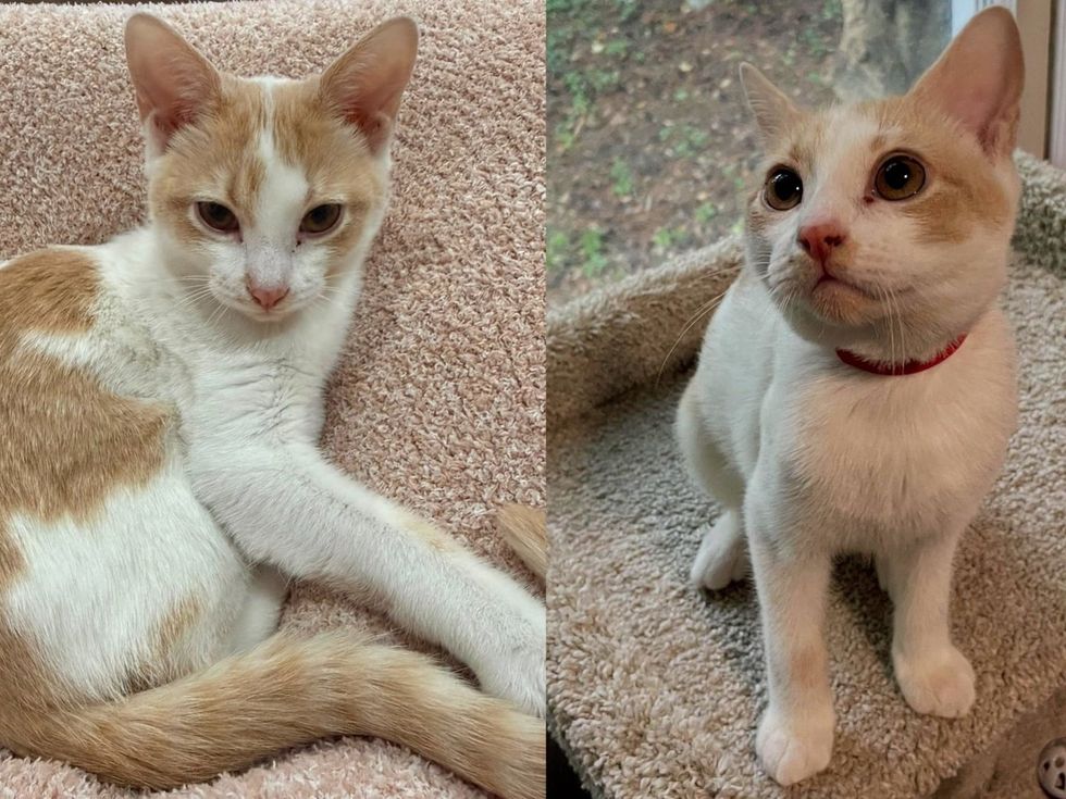 n orange and white kitten in a red collar sits on a cat tree, watching out the window(left): An orange and white kitten curls up on a soft surface, glancing back over its shoulder.(right)