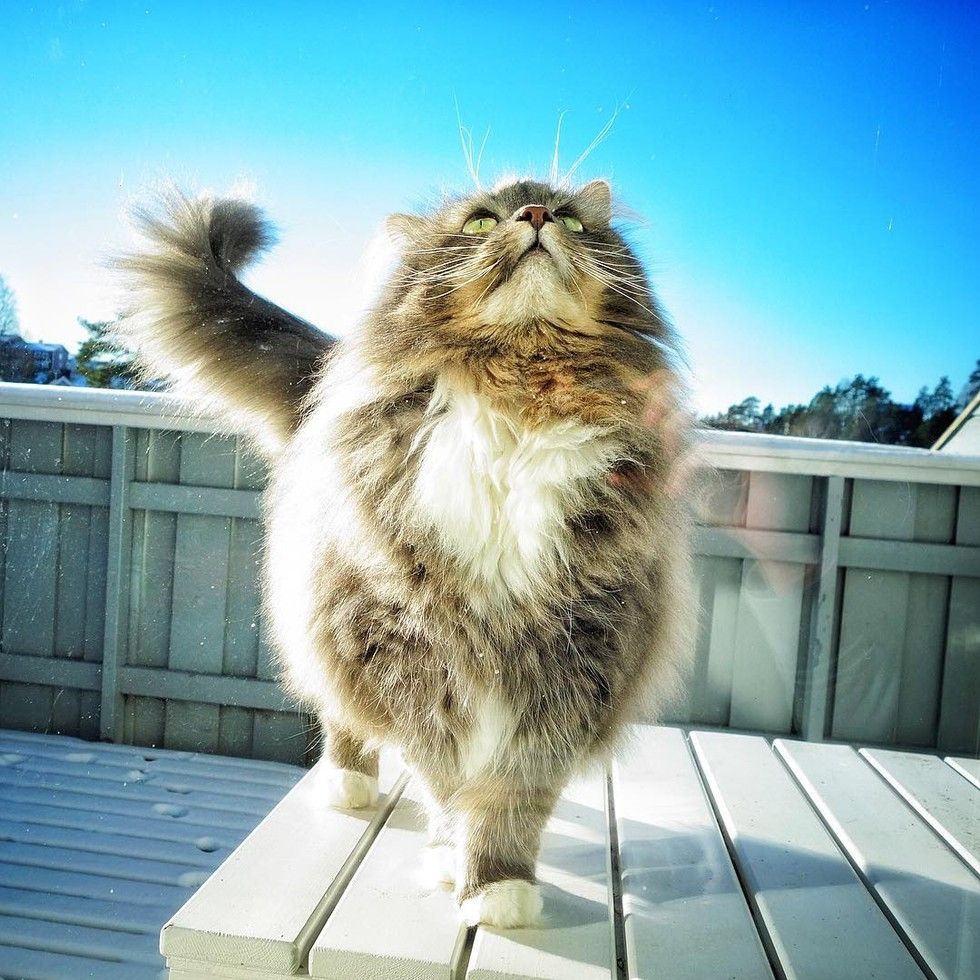 nala the snow cat plays snowballs