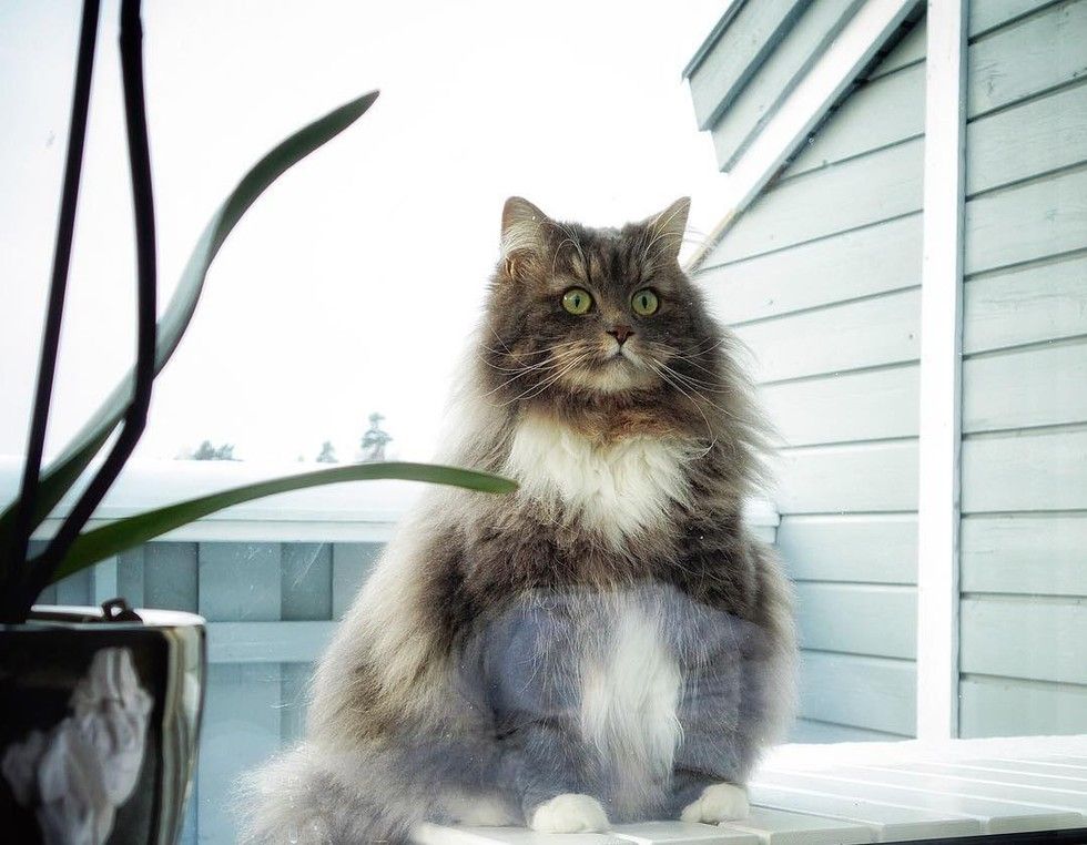 nala the snow cat plays snowballs