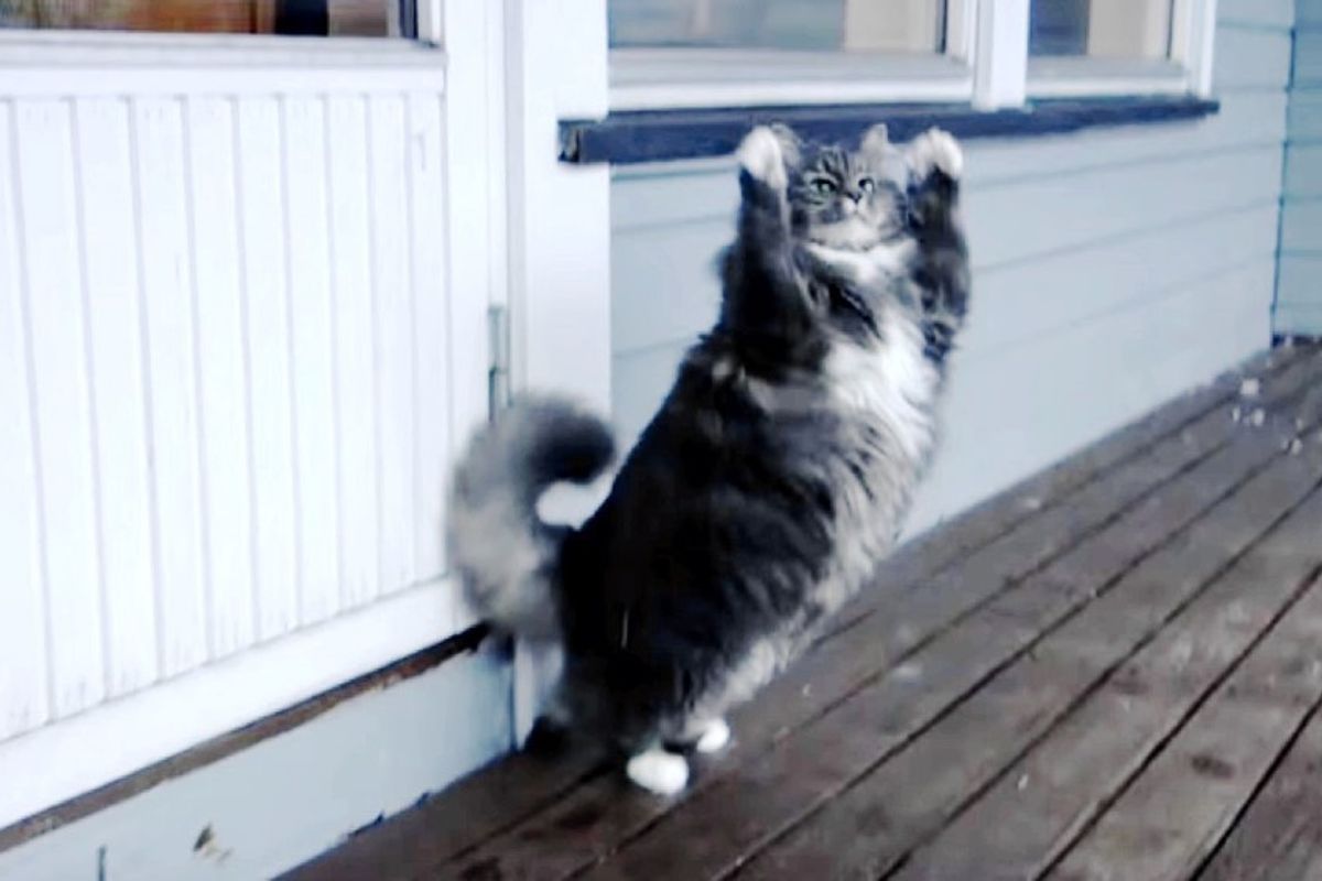 nala the snow cat plays snowballs