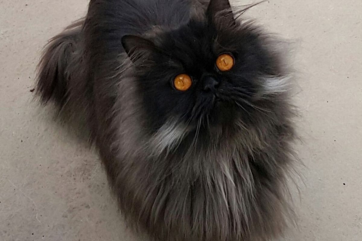 napoleon cat orange eyes