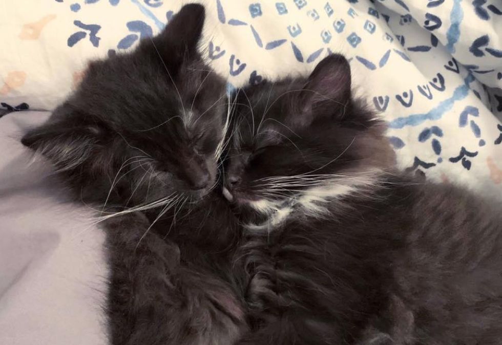 naps, cuddles, tuxedo kittens