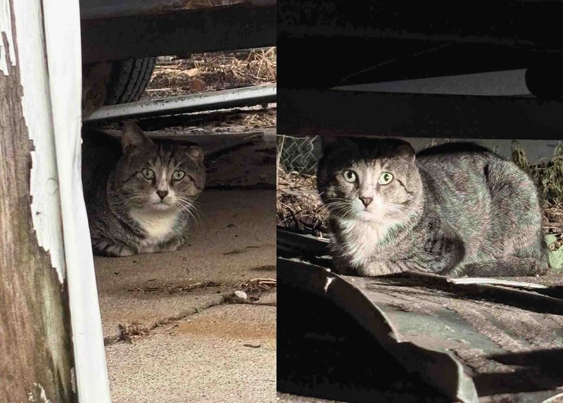 neighborhood cat tabby