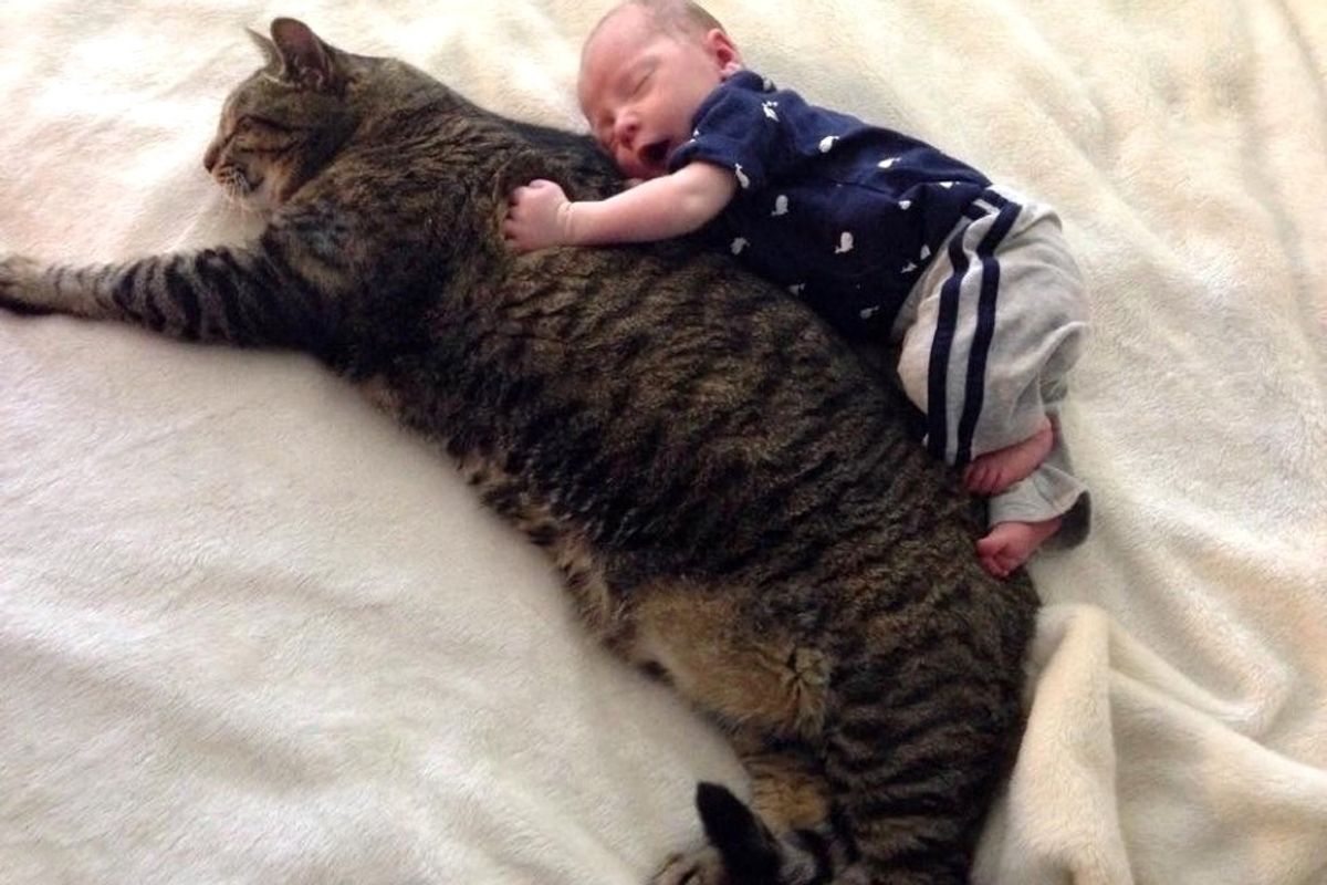 newborn baby boy and tabby cat