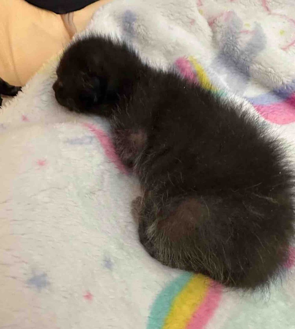newborn black kitten