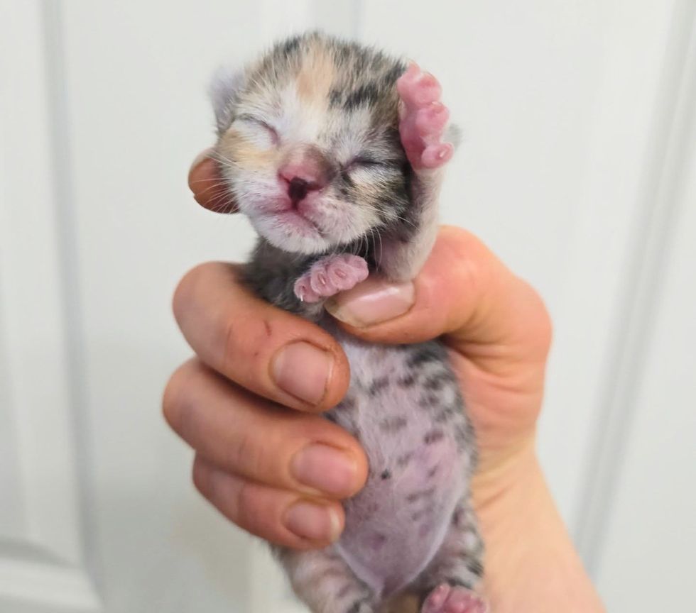 newborn calico kitten