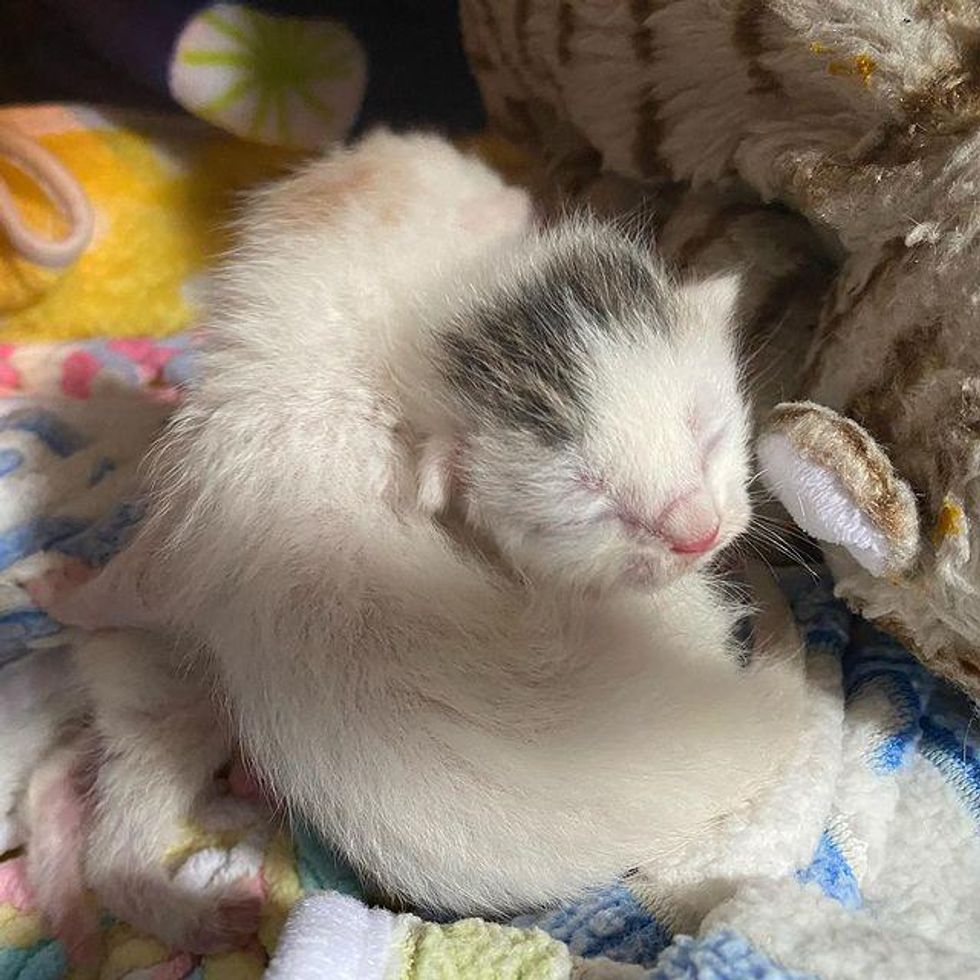 newborn cuddly kittens