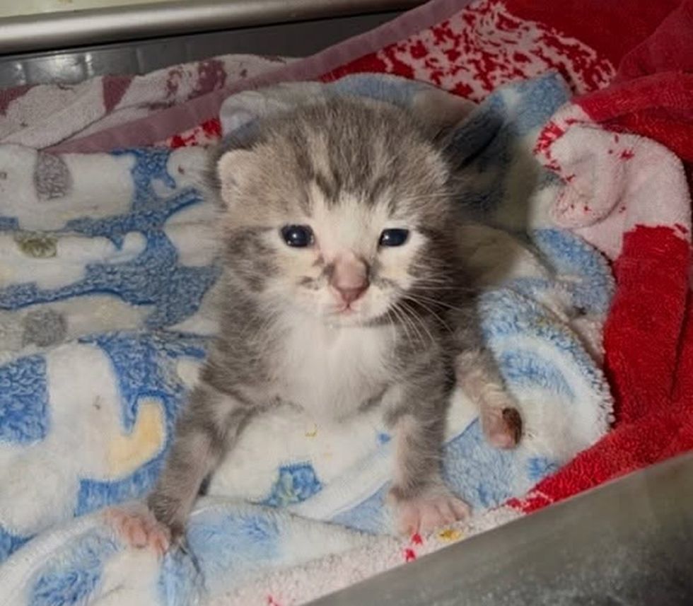 Newborn gray and white kitten propped up on a folded towel with her front paws braced wide.