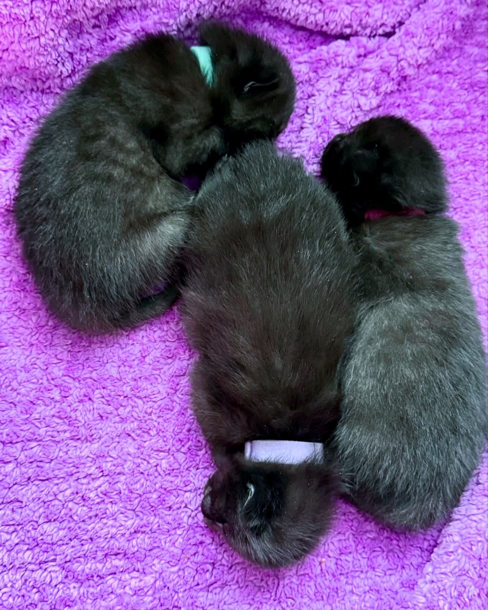newborn house panther kittens