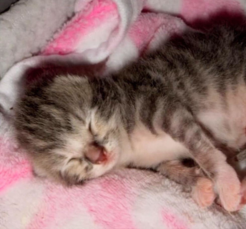 Newborn kitten asleep on a pink and white blanket, one paw thrown forward and her mouth slightly open.