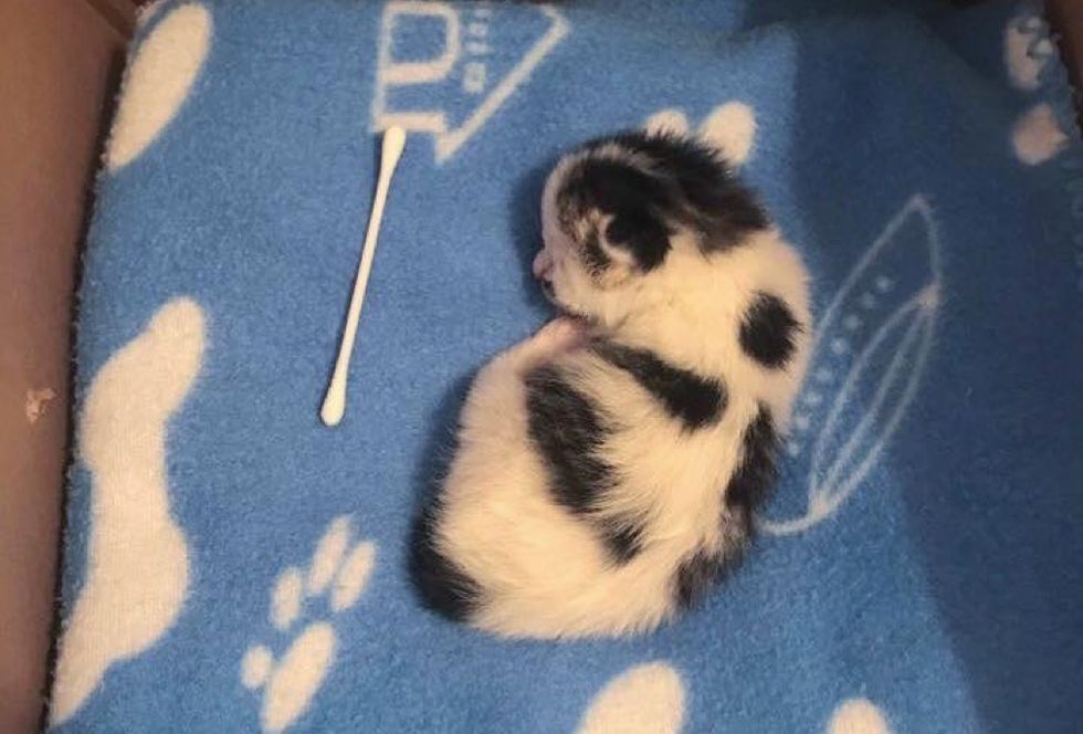 newborn kitten, cow kitten