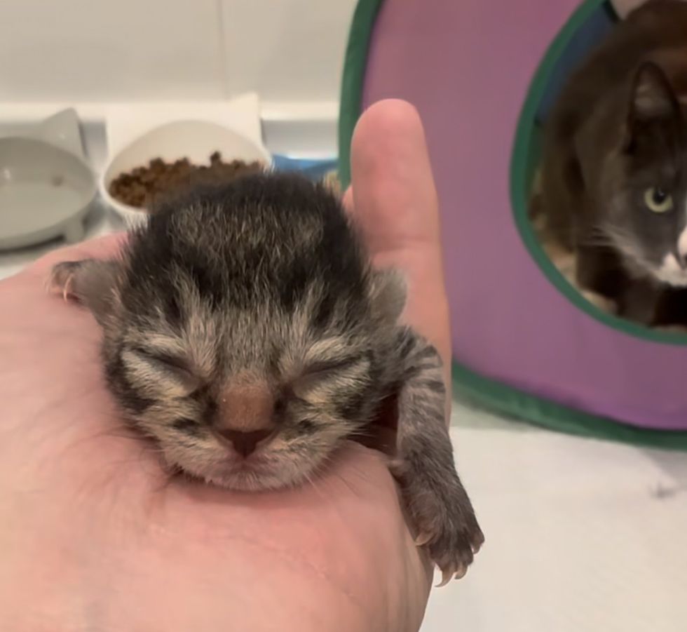newborn kitten handful
