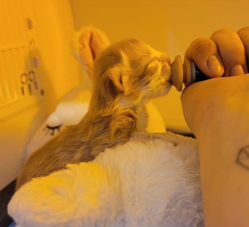 newborn kitten nursing