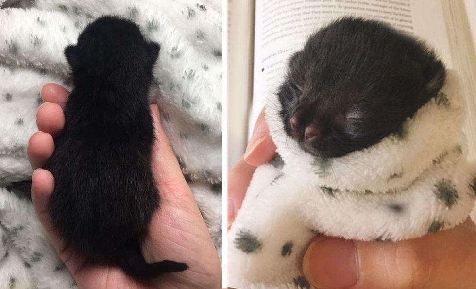 newborn kitten, special, nose