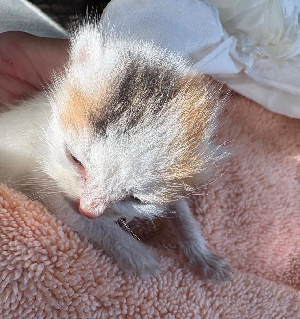 newborn kitten tiny