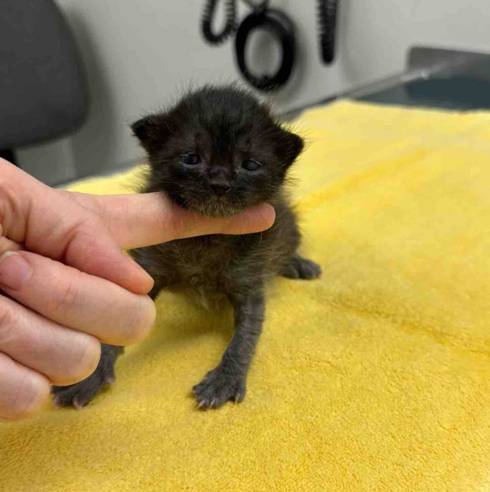newborn kitten with eyes open