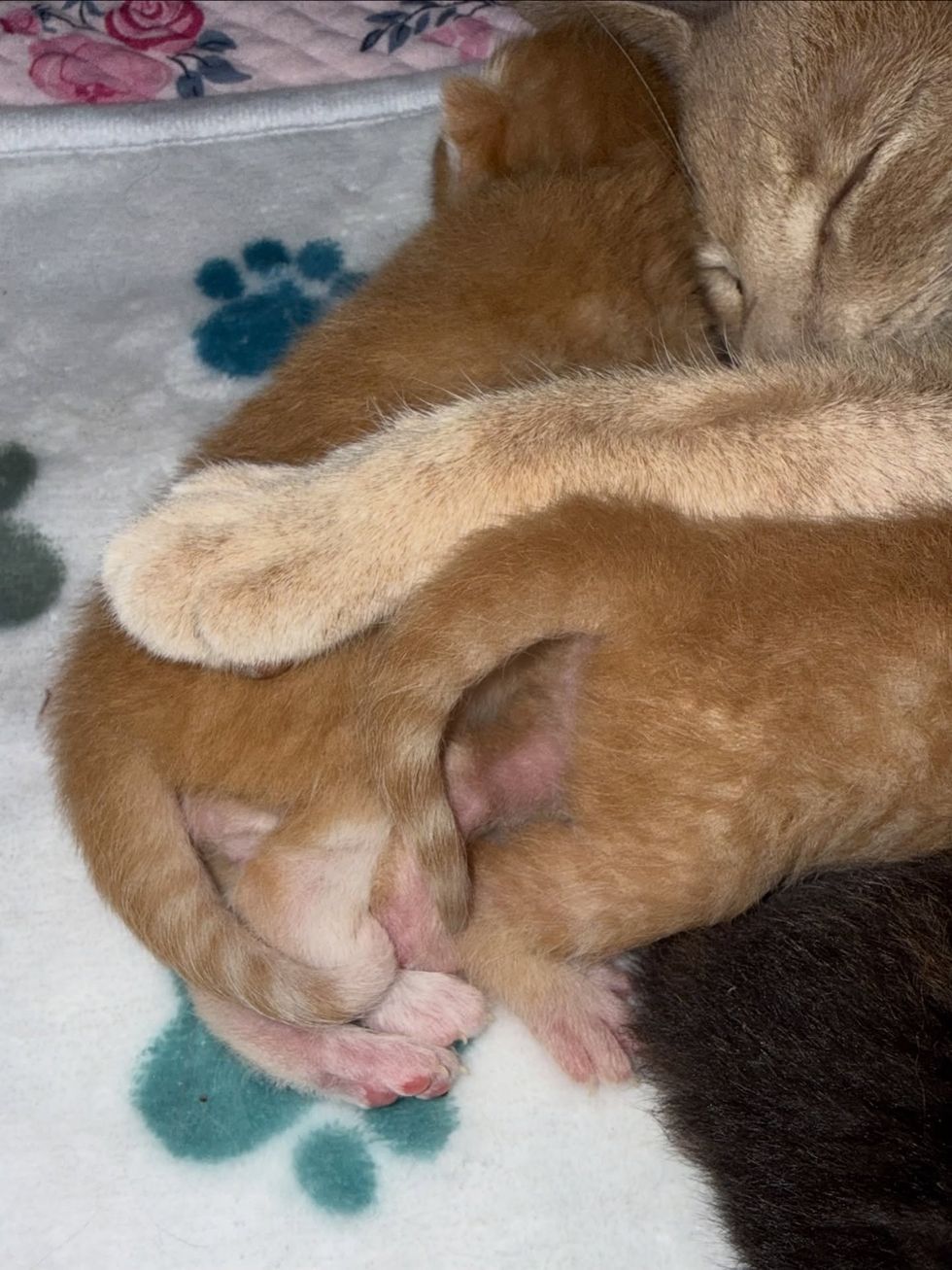 newborn kitten with mother