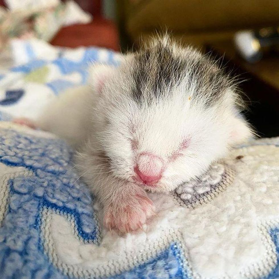 newborn kitten