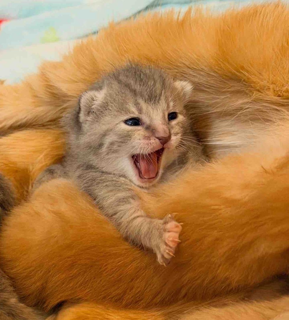 newborn kitten