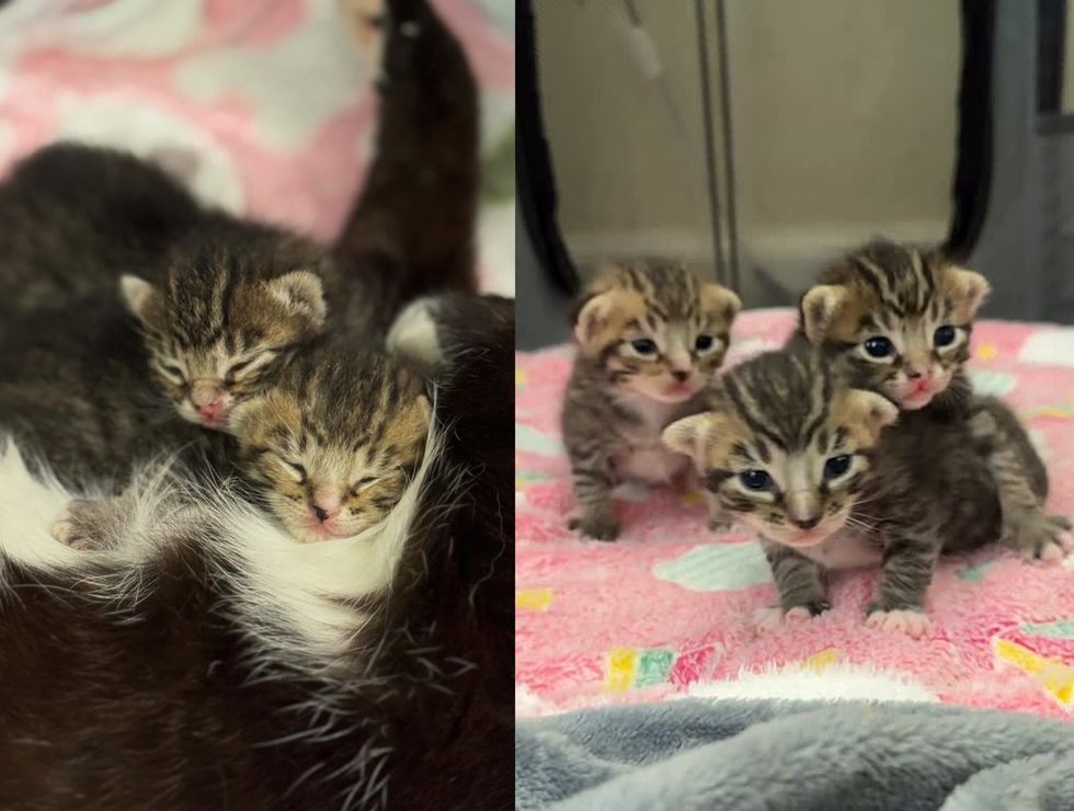 Newborn kittens huddled on mom (left image) and kittens on pink blanket just after eyes open (Right image)