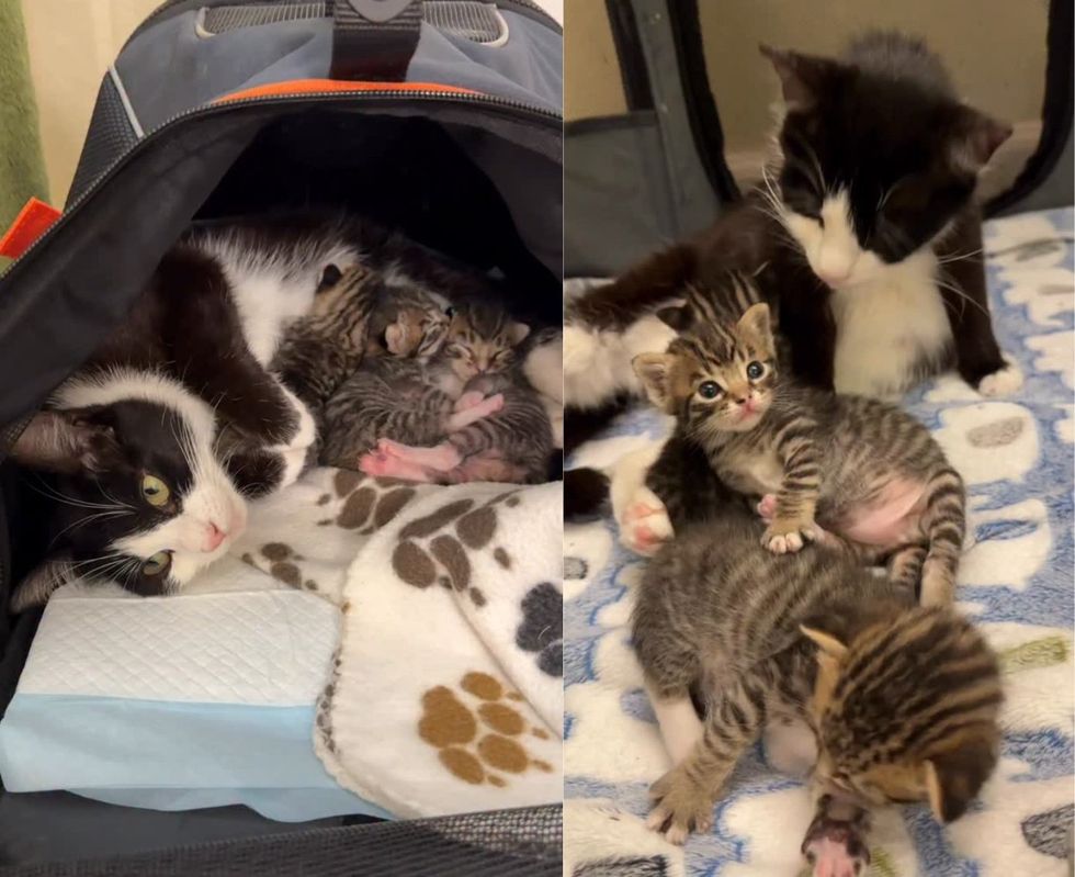 Newborn kittens huddled sleeping next to mom (left image) and kittens playing in pen with mama (Right image)