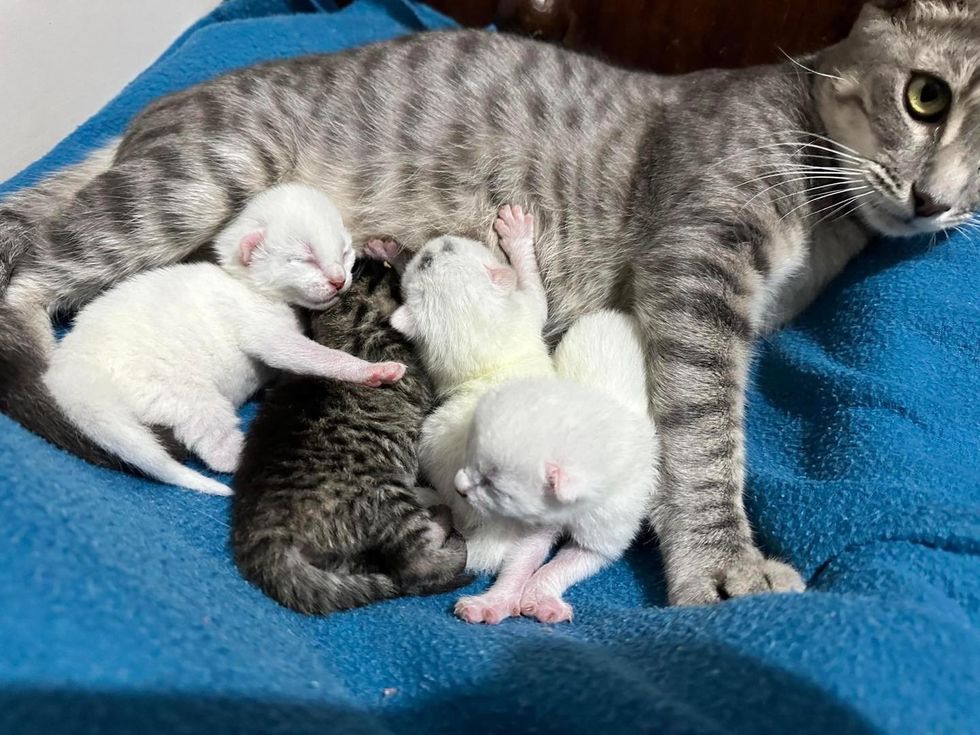 newborn kittens nursing